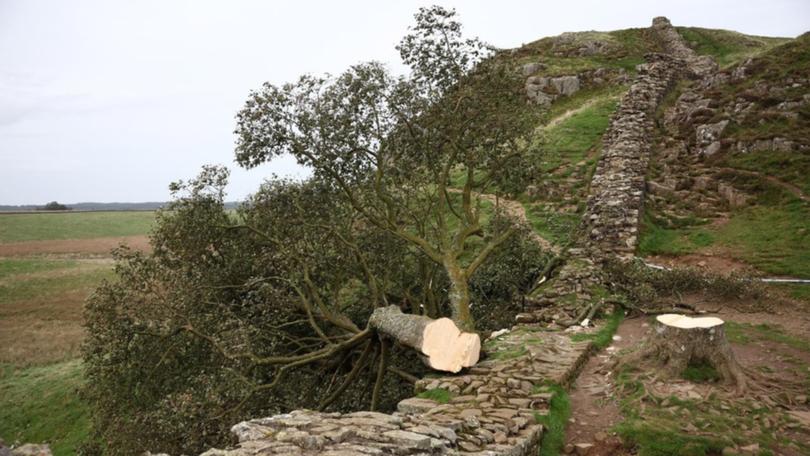 Months after being arrested, two men have been charged over chopping down a 150-year-old UK tree. (EPA PHOTO)