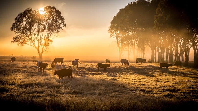 A vocal critic of the BoM’s “increasingly wrong” rainfall forecasts, Mr Burvill told The Nightly many farmers were still reeling from the forecast drought that didn’t come last year. 
