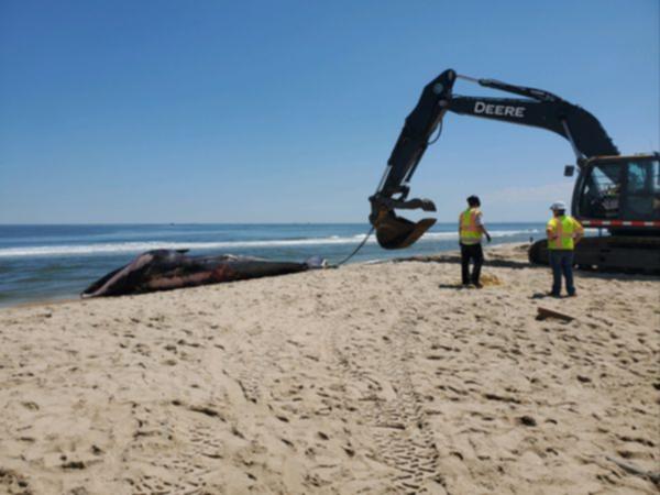 The whale carcass was discovered as the ship approached New York City’s Port of Brooklyn at the weekend.