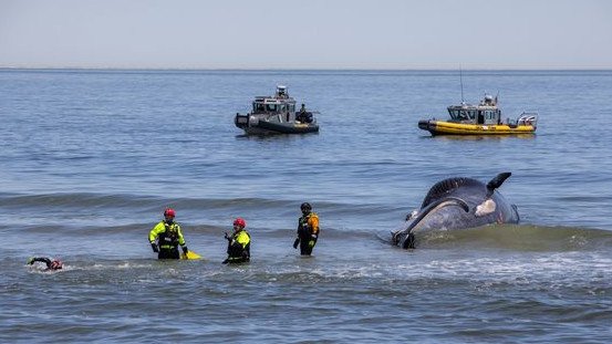 The 13-metre carcass of an endangered whale on the bow of a cruise liner has baffled authorities with an investigation probing how the marine mammal perished.