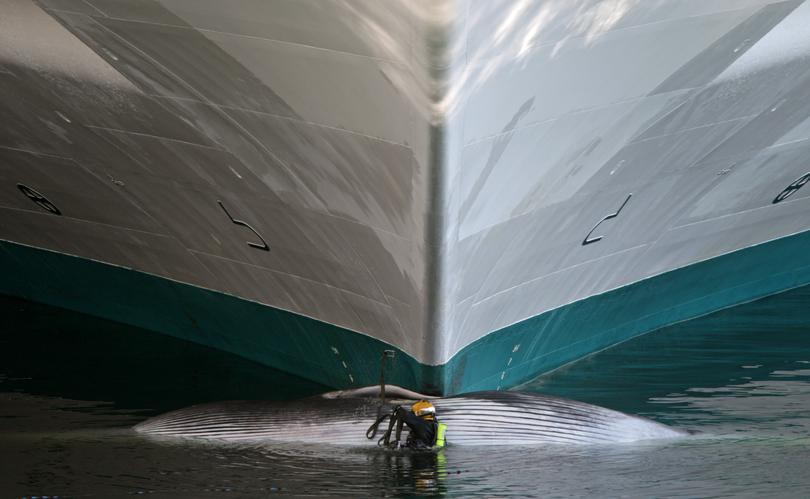 A whale ws caught on the bow of a Princess Cruise Lines ship in Vancouver in 2009. The Canadian Press, Darryl Dyck