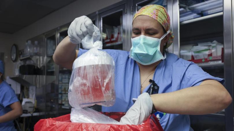 A specialist removes a pig kidney from a box for transplantation at Massachusetts General Hospital.