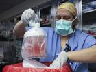 A specialist removes a pig kidney from a box for transplantation at Massachusetts General Hospital. 