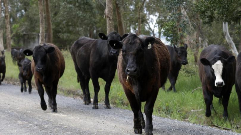 Two helicopters and a ground crew were involved in a massive cattle rustling heist worth $250,000.