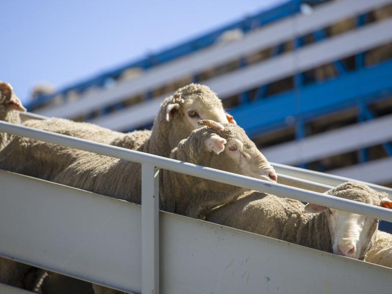 Al Messilah vessel tour at Fremantle Port on Sunday, September 22. Cally Dupe