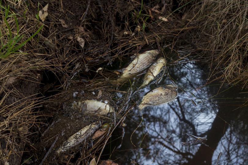 Hundreds of fish have washed up dead along the banks of the Collie River in Australind.