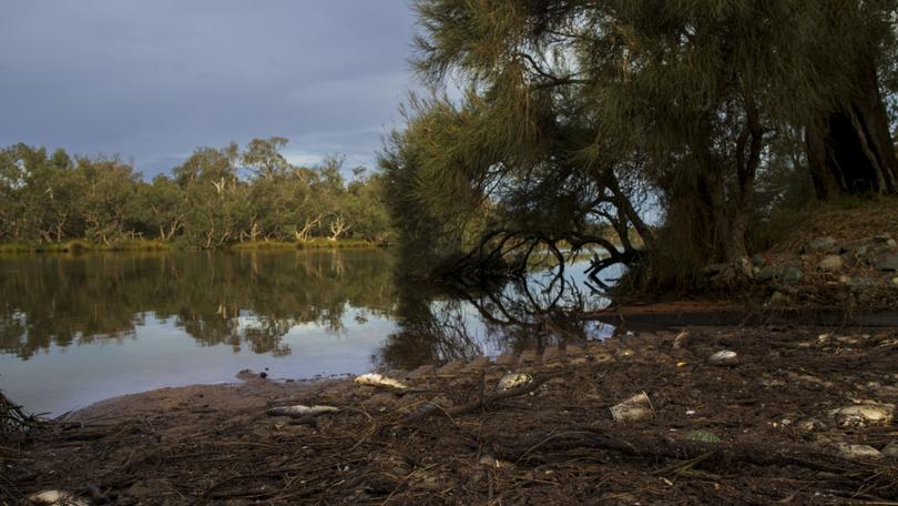 Up to 700 fish have washed up dead along the banks of the Collie River in Australind