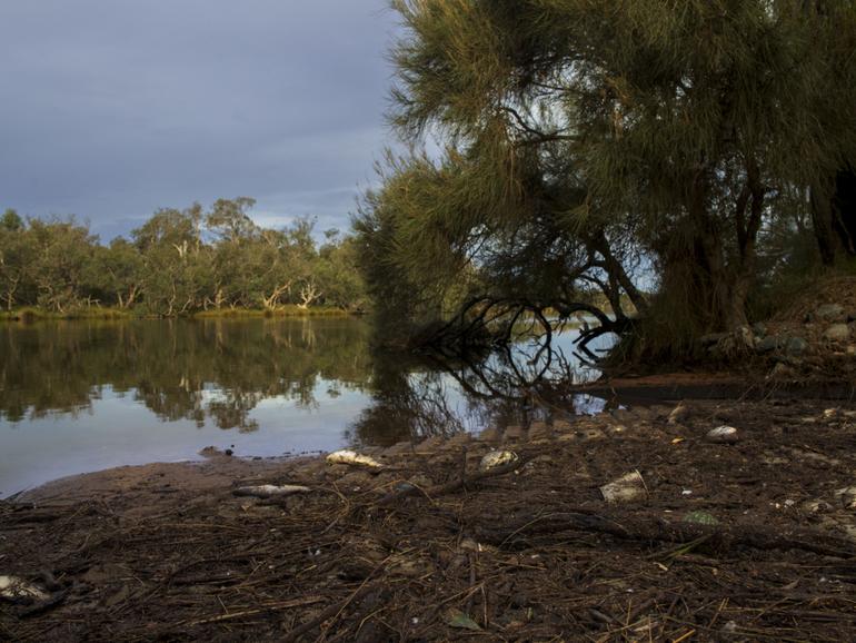 Up to 700 fish have washed up dead along the banks of the Collie River in Australind