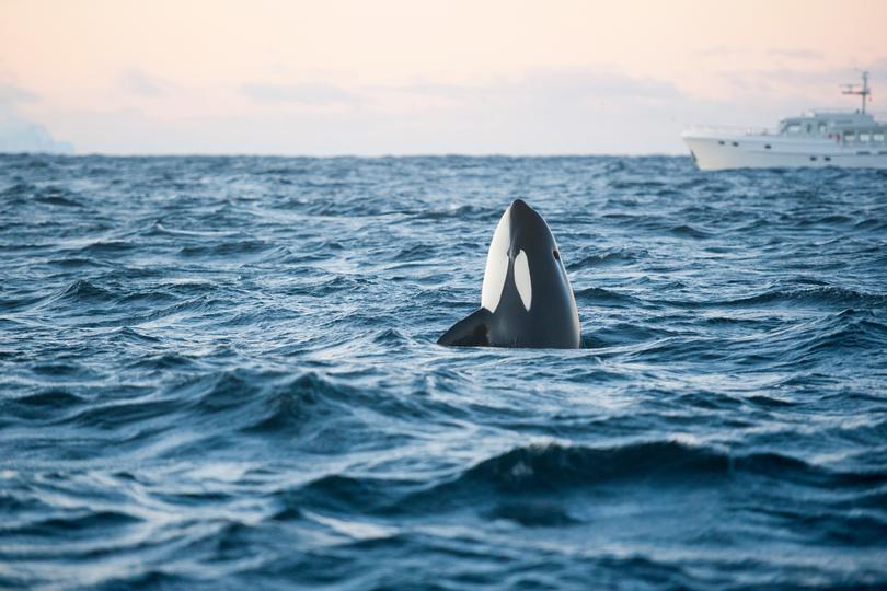 Frightening interactions between orcas and vessels have skyrocketed over the past four years.