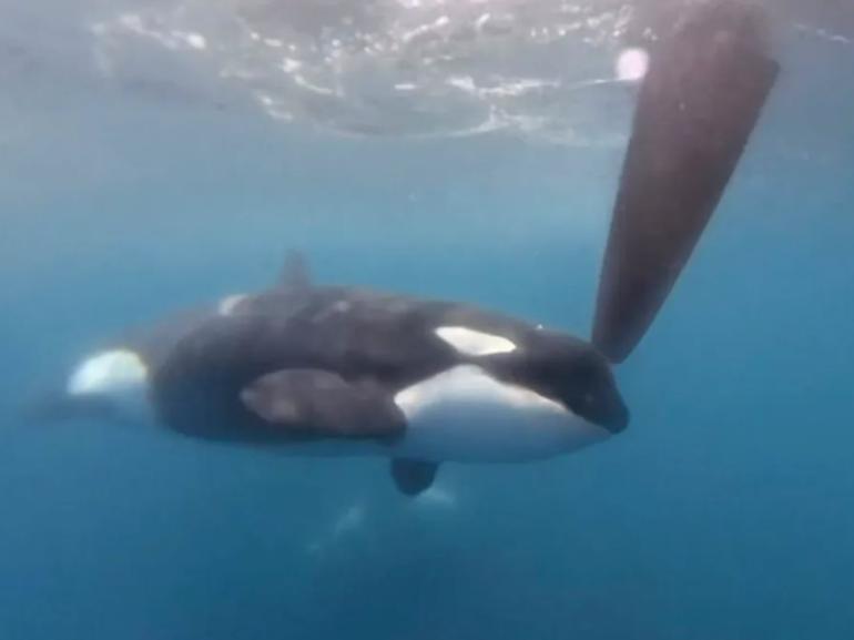 An orca moves along the rudder of the Team JAJO entry in The Ocean Race on June 22, 2023, as the boat approaches the Strait of Gibraltar. 