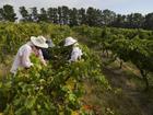 The coalition has flagged an agriculture visa that would allow migrants to work in the regions. (Lukas Coch/AAP PHOTOS)