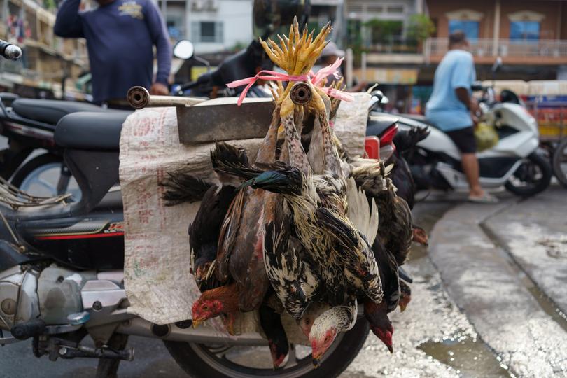 Chickens outside the Orussey market in Phnom Penh.