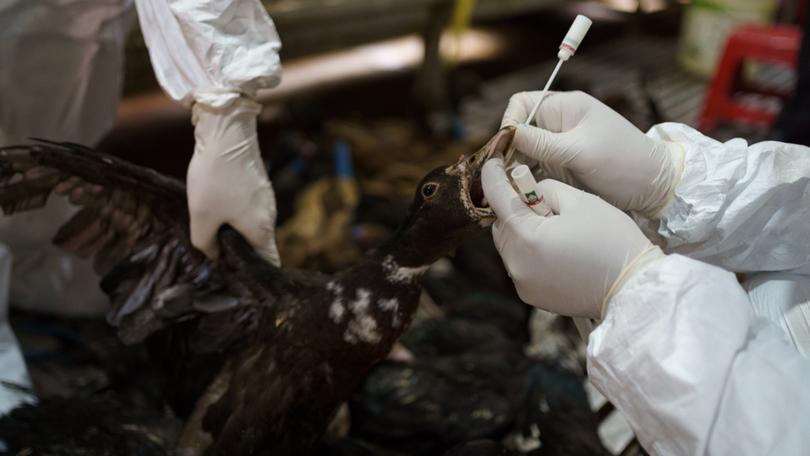 Members of the National Animal Health and Production Research Institute take a swab from a duck during surveillance of the poultry section of the Orussey market, in Phnom Penh.