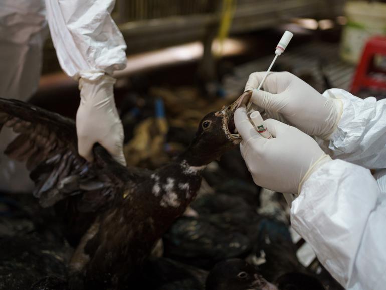 Members of the National Animal Health and Production Research Institute take a swab from a duck during surveillance of the poultry section of the Orussey market, in Phnom Penh.