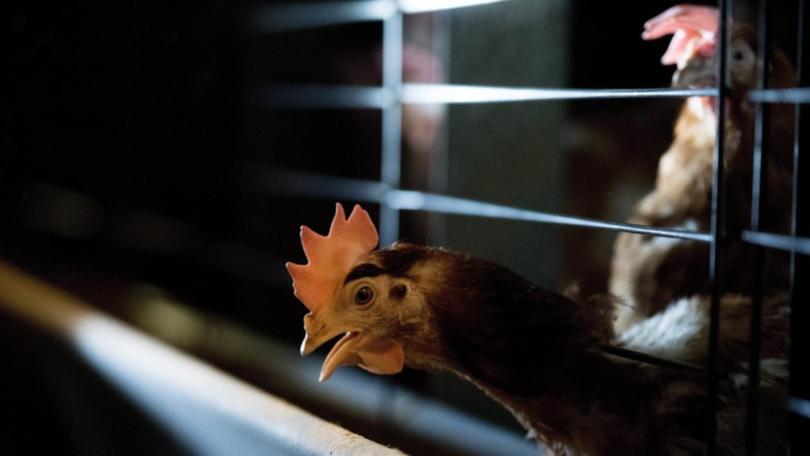 Authorities are investigating an outbreak of bird flu at a Victorian egg farm (EPA PHOTO)