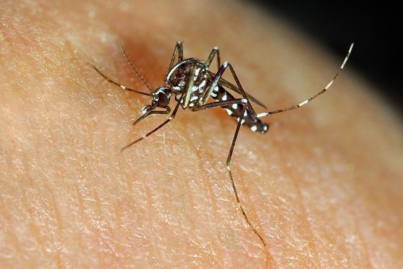 Asian Tiger Mosquito Aedes albopictus.