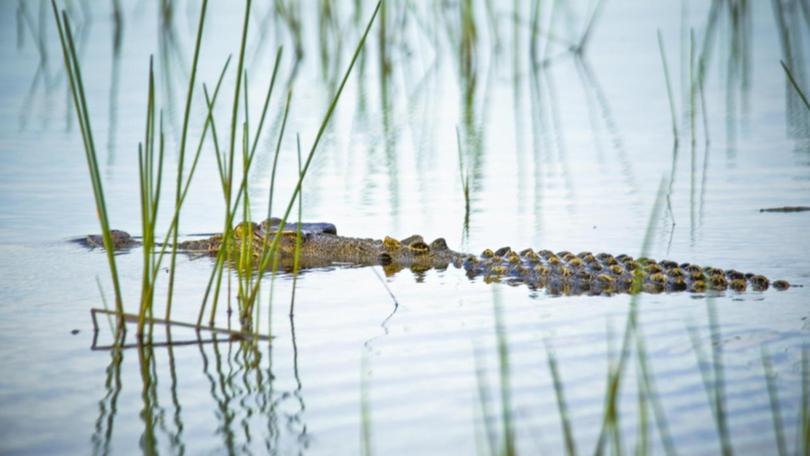 Crocodile hunting has been proposed in Queensland to provide jobs and tourism income. (HANDOUT/BAMURRUA PLAINS)