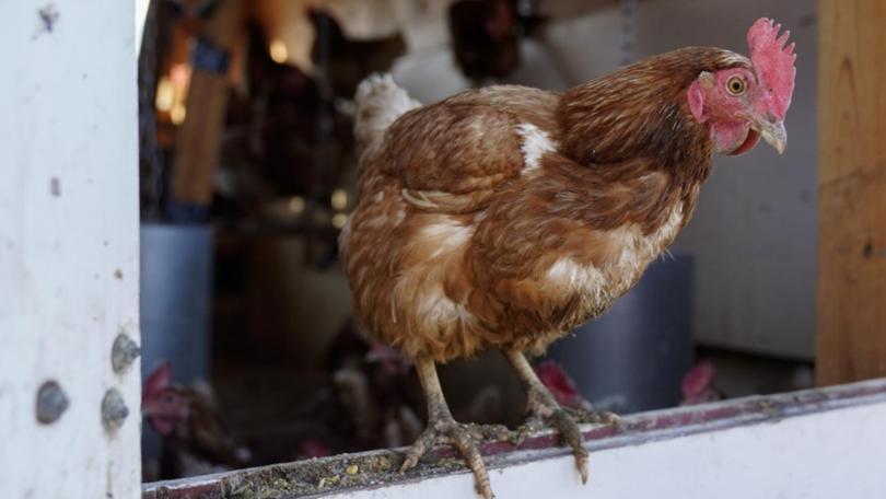 Different strains of avian influenza have been found in two states. (AP PHOTO)