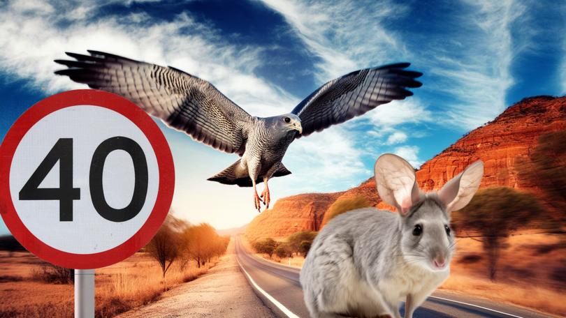 Canberra bureaucrats recommended a dusk-to-dawn speed limit of 40km/h to protect the Greater Bilby and speed restrictions between 9am-3pm to avoid collisions with the Grey Falcon during the bird’s foraging times. 