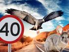Canberra bureaucrats recommended a dusk-to-dawn speed limit of 40km/h to protect the Greater Bilby and speed restrictions between 9am-3pm to avoid collisions with the Grey Falcon during the bird’s foraging times. 
