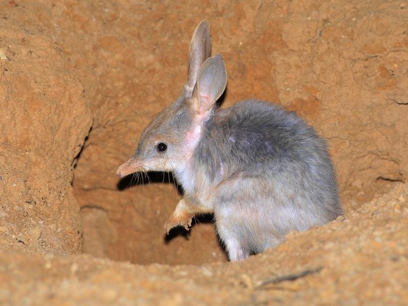 A Greater Bilby