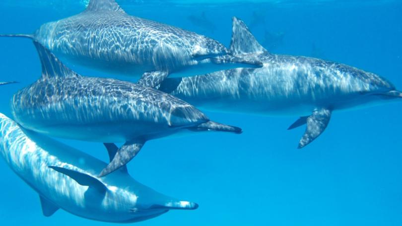 The longest-running wild dolphin research study paints a fuller picture of the marine mammals, showing they’re more like canaries in a global ocean coal mine than the ‘humans in wet suits’ we think they were.