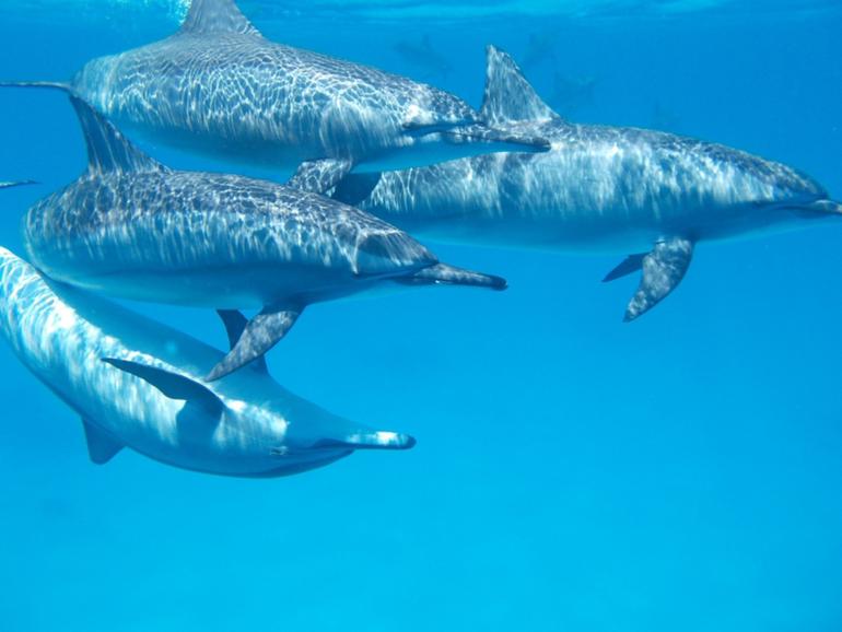 The longest-running wild dolphin research study paints a fuller picture of the marine mammals, showing they’re more like canaries in a global ocean coal mine than the ‘humans in wet suits’ we think they were.