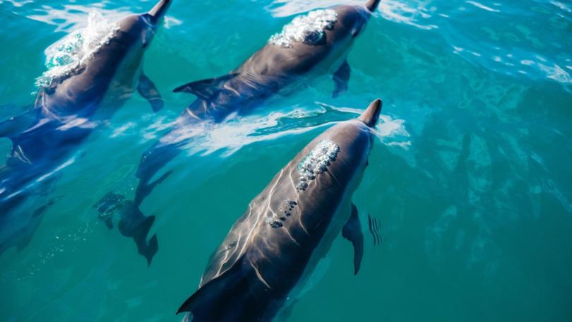 blue, water, underwater