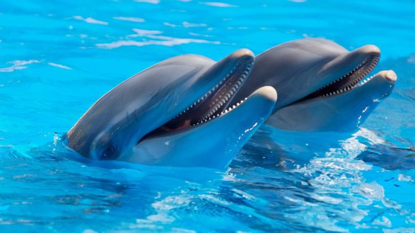 dolphins, mammals, animals