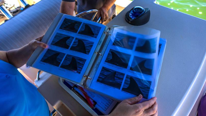 A researcher shows photos of the fins of bottlenose dolphins in Sarasota Bay on April 23.