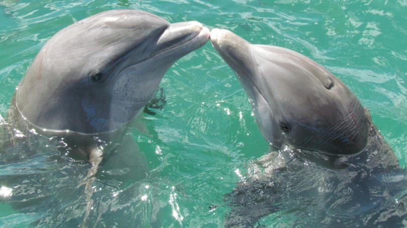 dolphin, sea, love