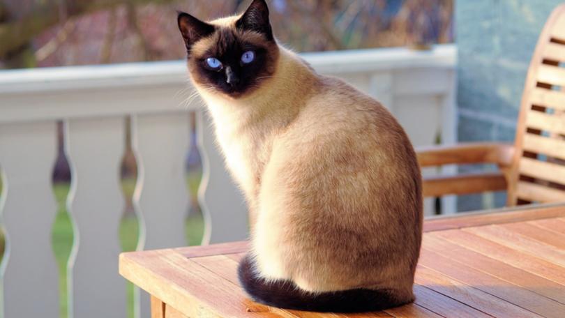 cat, siamese cat, fur