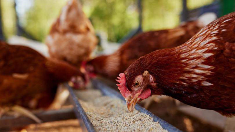 A fourth Victorian farm has detected the avian influenza strain, agricultural authorities have revealed.