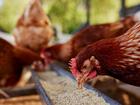 A fourth Victorian farm has detected the avian influenza strain, agricultural authorities have revealed.