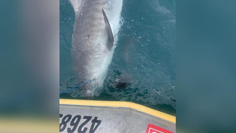 Researchers were astonished to see a tiger shark regurgitate an echidna.