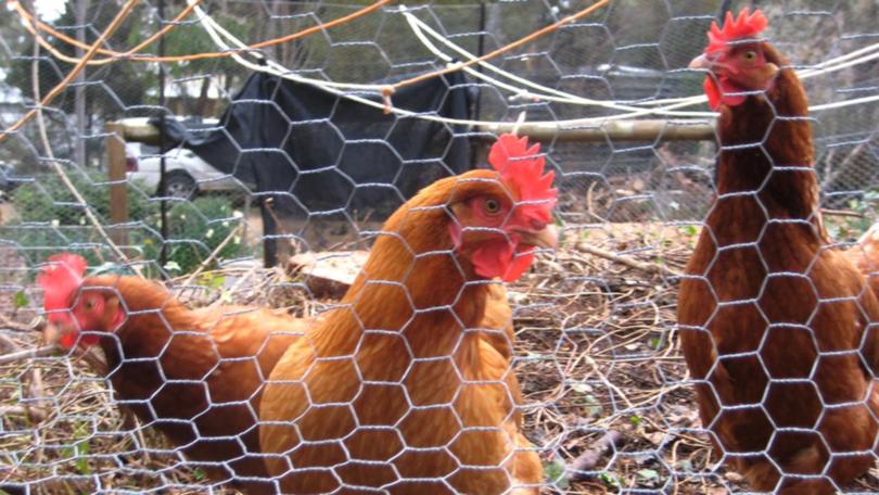 Tests confirm highly pathogenic bird flu has again been detected in Victoria's southwest. (Cathy Parker/AAP PHOTOS)