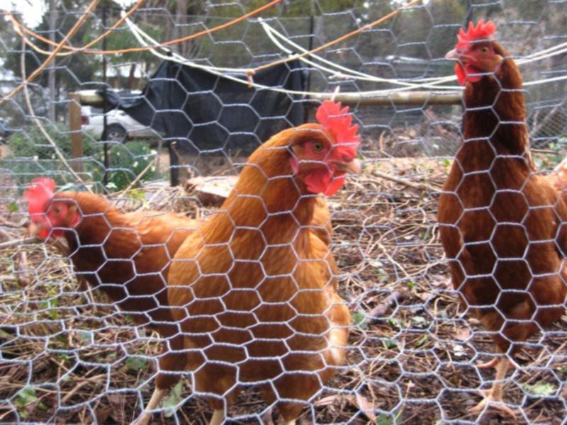 Chickens (stock)