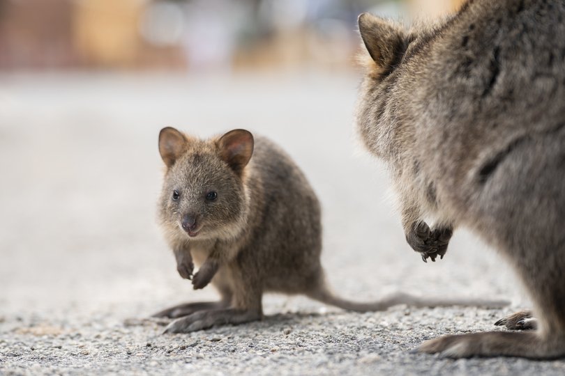 Rottnest Island Authority referred comment to a State Government spokesperson who said drinking water in WA met “rigorous standards” outlined in the Australia Drinking Water Guidelines.