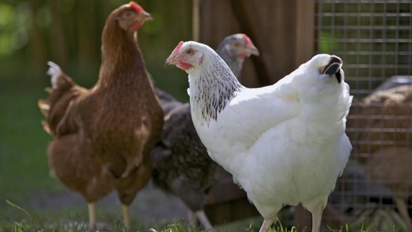 One egg farm has been forced into quarantine due to the detection of bird flu.