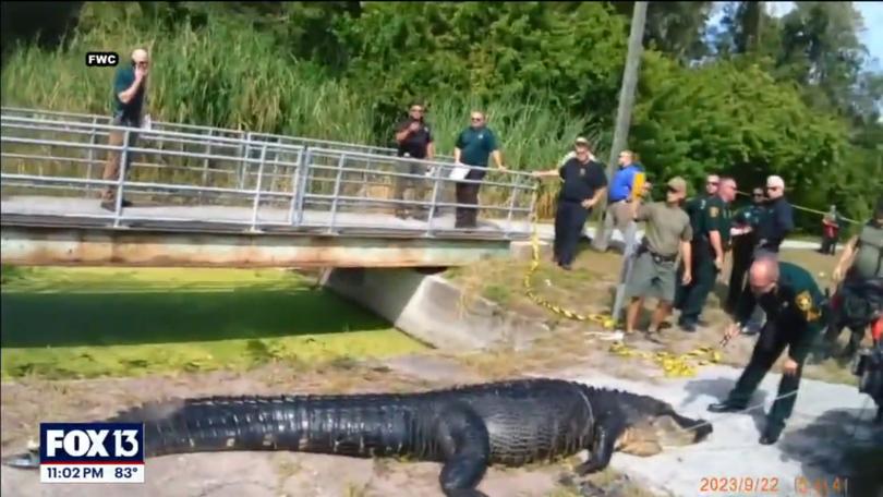 Horrifying bodycam footage shows a bloated 14ft alligator with the body of a 41-year-old mom in its stomach. 