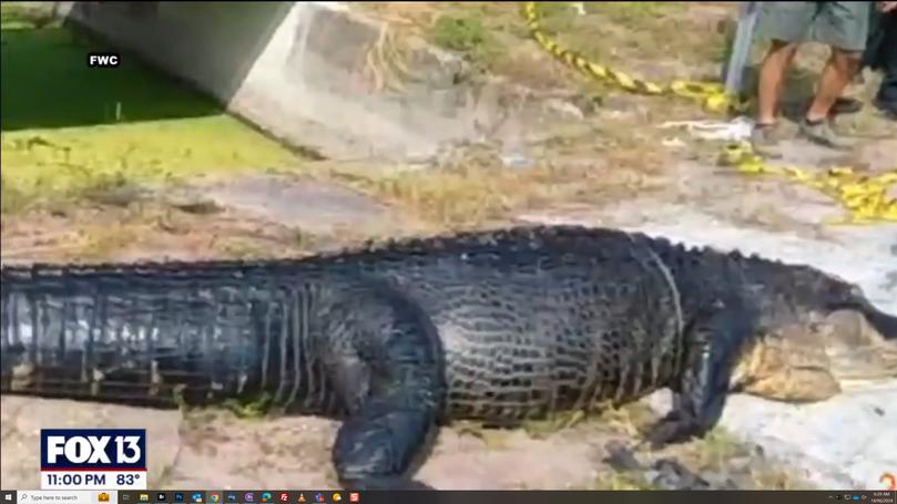 Horrifying bodycam footage shows a bloated 14ft alligator with the body of a 41-year-old mom in its stomach. Sabrina Peckham was eaten by the alligator after being dragged by the beast into a canal in Clearwater. Peckham was unhoused at the time and had been staying at an encampment close to where the alligator was located and killed. New footage from the Florida Fish and Wildlife Conservation Commission shows the aftermath of the deadly attack. Video shows the huge gator surrounded by police moments after it was shot to death. Its stomach is visibly swollen with Peckham inside.