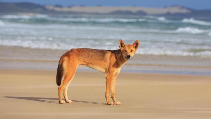 There has been a spate of dingo attacks on K'gari in recent months.