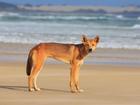 There has been a spate of dingo attacks on K'gari in recent months.