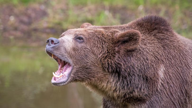 The debate over whether you would rather come across a bear or a man in the woods is reductive and dangerous, writes Jay Hanna.