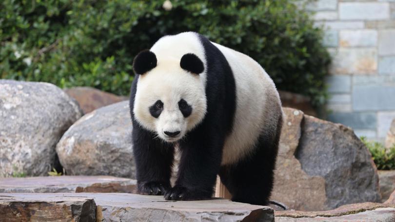 Giant Pandas&#39; Teddy Bears&#39; Picnic