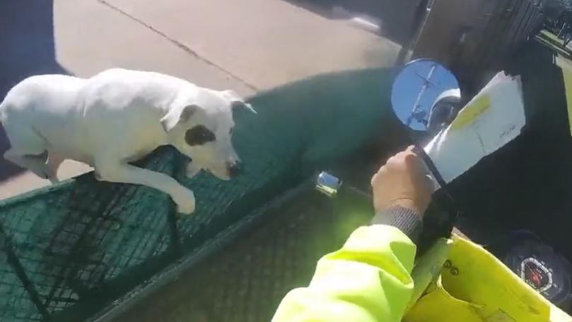 A dog jumps a fence to attack a postie.