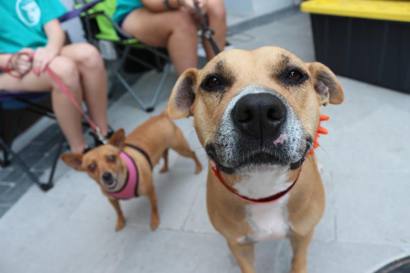 Australia Post found that smaller dogs are more likely to show aggression toward posties or be reported for attacking workers.