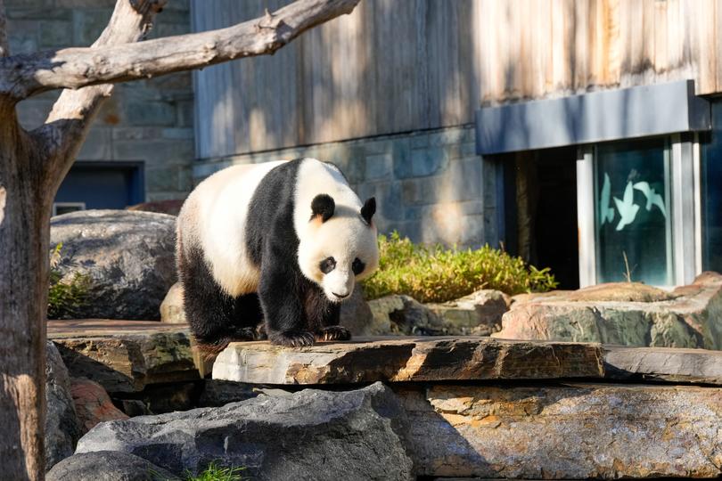 ADELAIDE, AUSTRALIA - JUNE 16: Wang Wang the Panda at Adelaide Zoo on June 16, 2024 in Adelaide, Australia. Li's visit to Australia aims to strengthen bilateral ties and address outstanding trade and consular issues, including the removal of remaining trade barriers and the release of imprisoned Australian democracy blogger Yang Hengjuno, marking a significant step towards stabilizing the relationship between the two nations. The visit also highlights the growing importance of economic cooperation and the need for dialogue on security concerns, particularly in the context of China's increasing influence in the Pacific region. The visit marks the first high-level diplomatic by a Chinese leader to Australia since 2017. (Photo by Asanka Ratnayake/Getty Images)