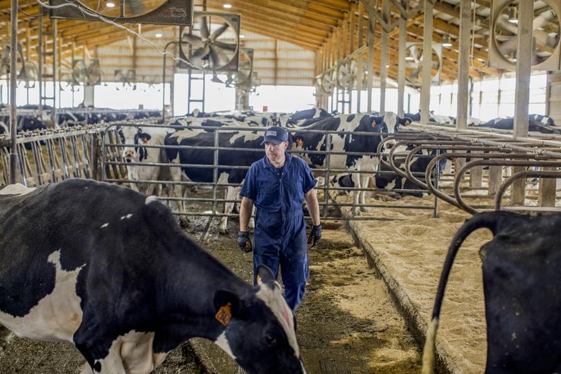 Nate Ranallo, a bovine podiatrist, works at a dairy farm in Chaseburg, Wisconsin.