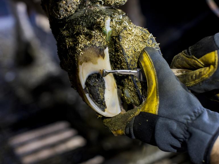 Nate Ranallo, a bovine podiatrist, works at a dairy farm in Chaseburg, Wis., on June 4, 2024. In one corner of the internet, professional trimmers grind and buff away at cow hooves to the delight of millions of spellbound social media users. (Narayan Mahon/The New York Times)